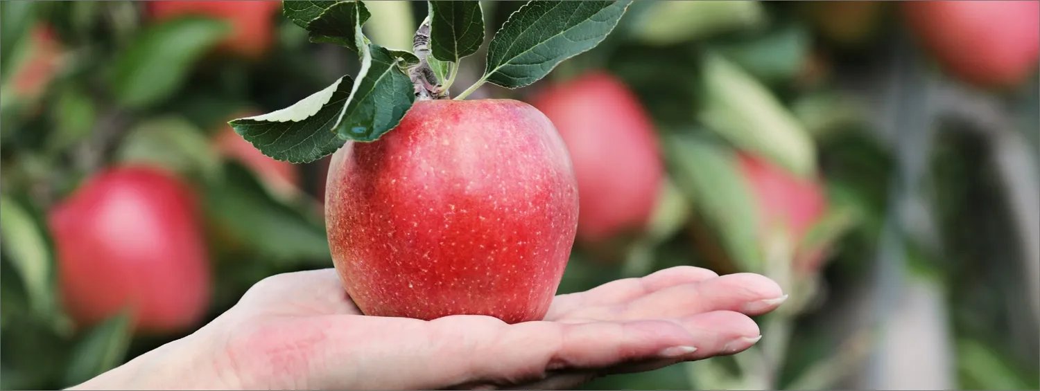 An apple from Ørskov Frugt's Funen orchard, held in a hand